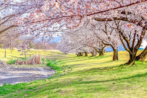 信玄堤公園